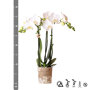 Amabilis orchidee wit